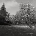 Le Bois des Moutiers (5) avril 2012