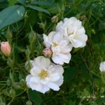 Bois des Moutiers (15) Summer 2012