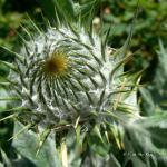 Bois des Moutiers (3) Summer 2012