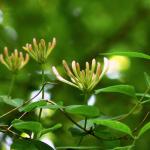 Bois des Moutiers (4) Summer 2012