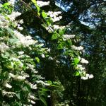 Bois des Moutiers (6) Summer 2012