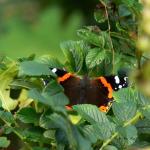 Bois des Moutiers  (25) Summer 2012