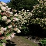 Bois des Moutiers  (31) Summer 2012