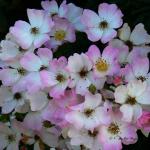 Bois des Moutiers  (34) Summer 2012