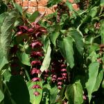 Bois des Moutiers  (37) Summer 2012