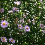 Bois des Moutiers  (38) Summer 2012