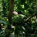 Bois des Moutiers  (39) Summer 2012