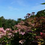 Bois des Moutiers  (41) Summer 2012