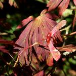 Bois des Moutiers  (51) Summer 2012