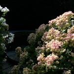 Bois des Moutiers  (52) Summer 2012