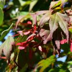 Bois des Moutiers  (54) Summer 2012