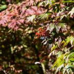 Bois des Moutiers  (56) Summer 2012