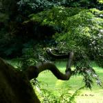 Bois des Moutiers  (60) Summer 2012