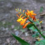 Bois des Moutiers  (62) Summer 2012