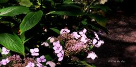 Bois des Moutiers - Eté - De lumières et d'ombres