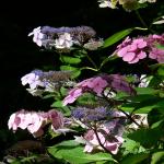 Bois des Moutiers  (65) Summer 2012