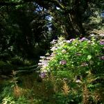 Bois des Moutiers  (67) Summer 2012