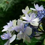 Bois des Moutiers  (72) Summer 2012