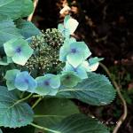 Bois des Moutiers  (77) Summer 2012