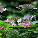 Bois des Moutiers  (79) Summer 2012