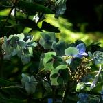 Bois des Moutiers  (81) Summer 2012