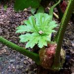 Bois des Moutiers  (82) Summer 2012