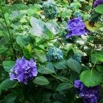 Bois des Moutiers  (90) Summer 2012