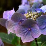 Bois des Moutiers  (94) Summer 2012