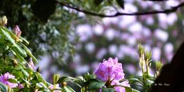 Bois des Moutiers - Lumières