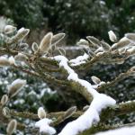 Bois des Moutiers Winterreise (1)