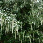 Bois des Moutiers Winterreise (13)