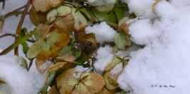 Bois des Moutiers - Winterreise