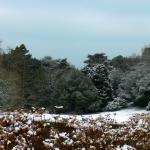 Bois des Moutiers Winterreise (20)