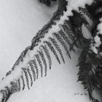 Bois des Moutiers Winterreise (26)