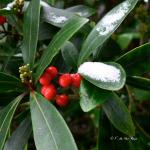 Bois des Moutiers Winterreise (31)