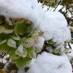 Bois des Moutiers Winterreise (41)