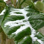 Bois des Moutiers Winterreise (49)