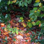 Bois des moutiers fall 2012 (38)