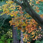 Bois des moutiers fall 2012 (4)