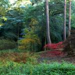 Bois des moutiers fall 2012 (40)