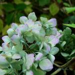 Bois des moutiers fall 2012 (52)