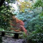 Bois des moutiers fall 2012 (53)