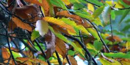 Bois des Moutiers - Chant d'Automne