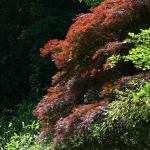 Bois des Moutiers (91) Juin 2012