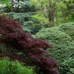 Bois des Moutiers (143) Mai 2012