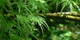 Bois des Moutiers - Feuillages et textures