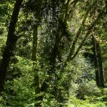 Bois des Moutiers (214) Mai 2012