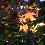 Bois des Moutiers (310) Mai 2012