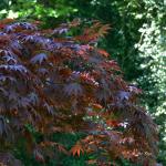 Bois des Moutiers (334) Mai 2012