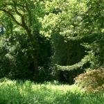 Bois des Moutiers (335) Mai 2012